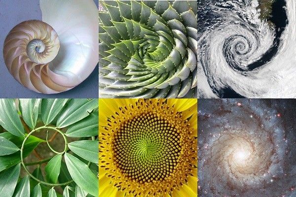 &nbsp; Fibonacci