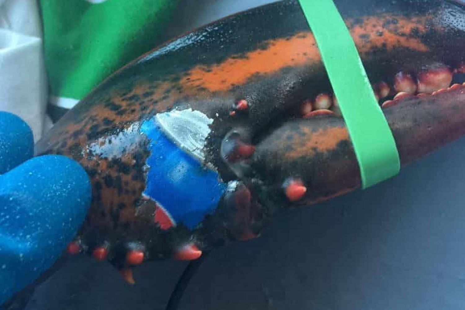 &nbsp;La chela di aragosta su cui &egrave; 'tatuato' il logo Pepsi &nbsp;