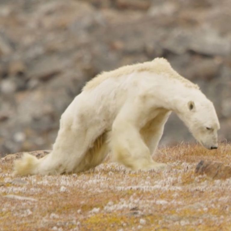 &nbsp;Un orso polare ridotto alla fame cerca cibo&nbsp;