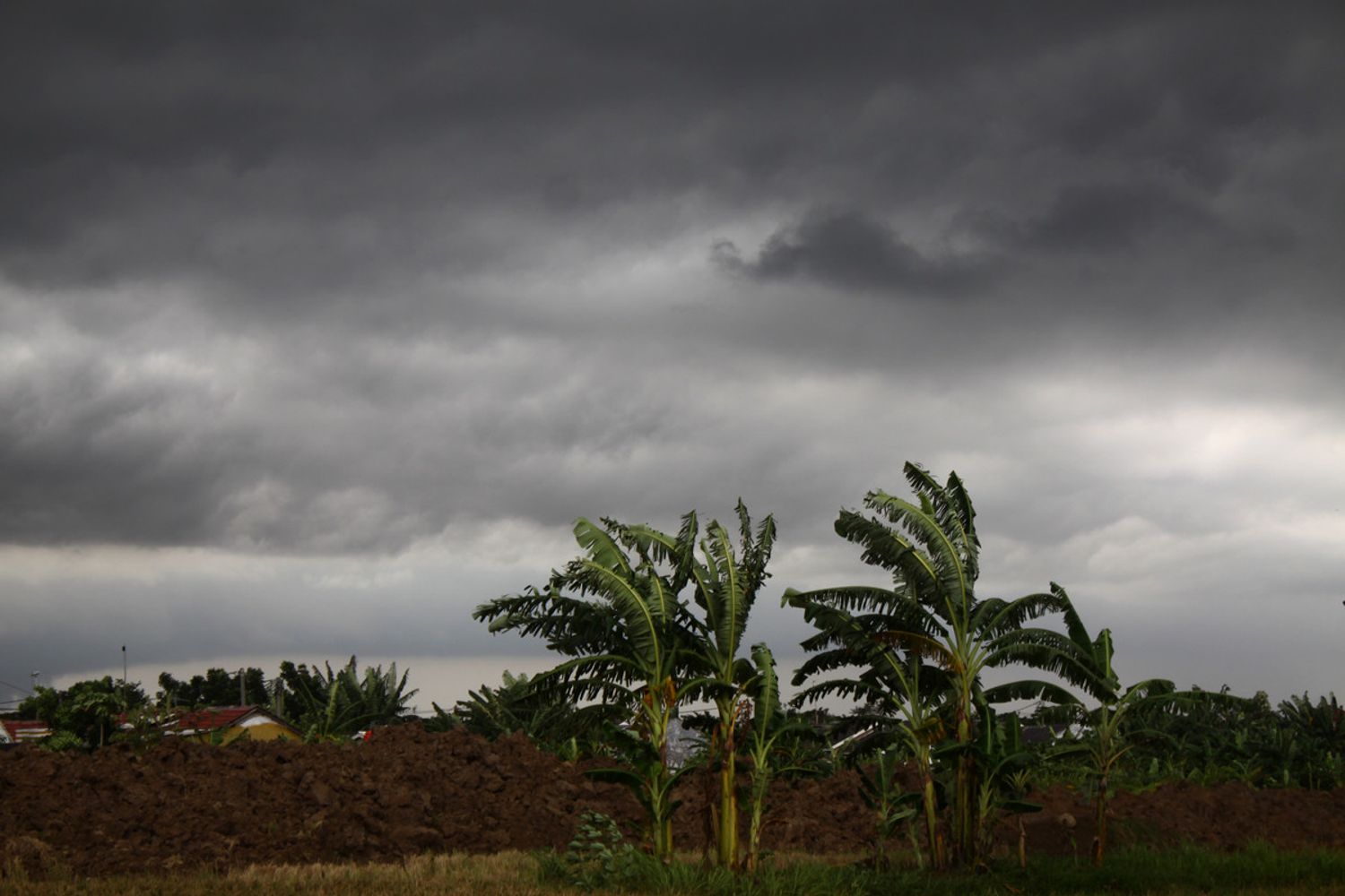 &nbsp;Isola di Giava
