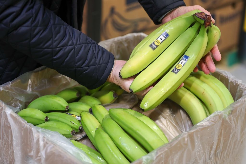 &nbsp;Banane Cavendish