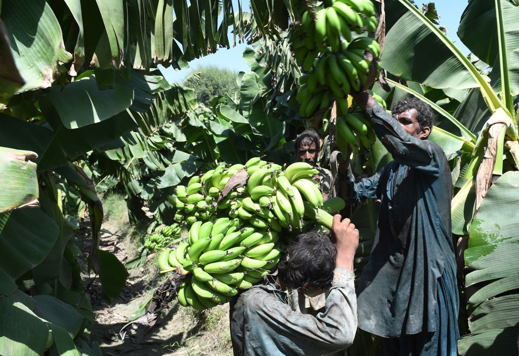 &nbsp;Una piantagione di banane in Pakistan