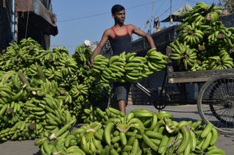Un fungo sta distruggendo le piantagioni di banane in tutto il mondo
