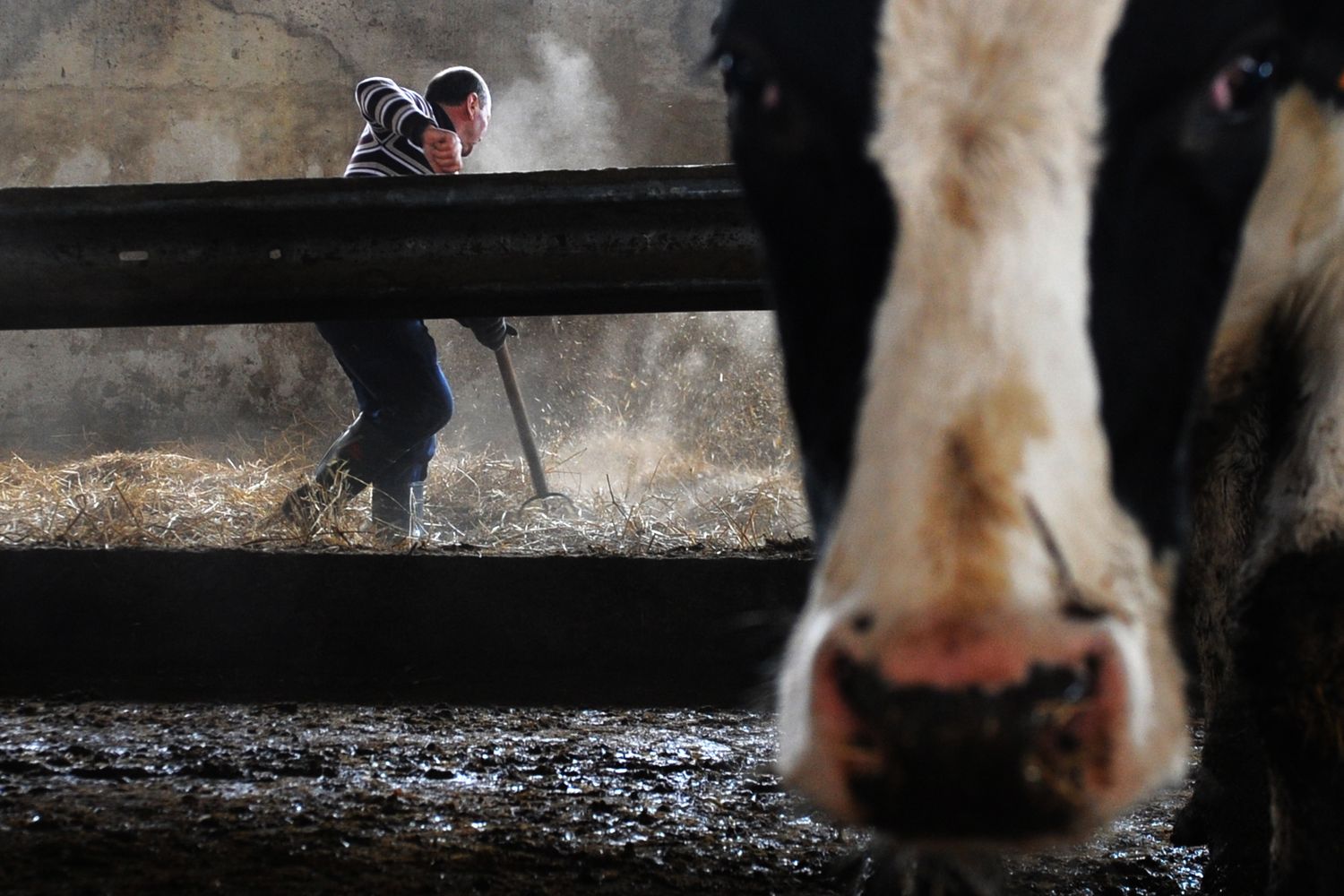 &nbsp;Una mucca in un allevamento piemontese