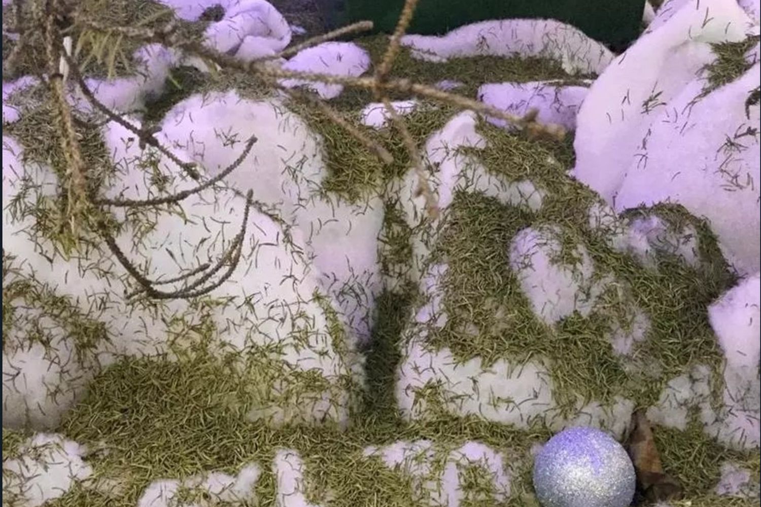 &nbsp;'Spelacchio' di Rohde Island