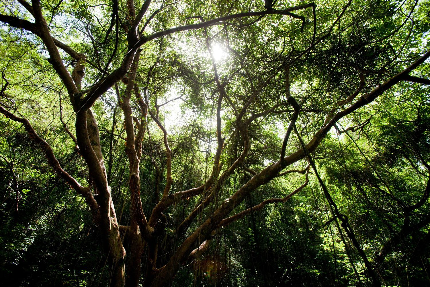 Alberi, il processo della fotosintesi