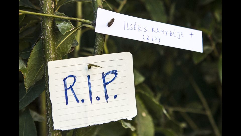 E poi rime su temi musicali come &quot;che fretta c'era, non sar&agrave; Natale insieme a te&quot;. Non senza piccoli sfott&ograve; come &quot;insegna agli angeli ad essere un albero&quot; o ancora &quot;sei solo diversamente albero&quot;.