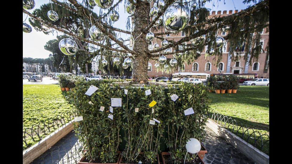 Cos&igrave;, da tre giorni il cespuglio decorativo posto alla base di 'Spelacchio' &egrave; diventato meta di pellegrinaggio per romani e turisti, che stanno appendendo foglietti di carta con messaggi in solidariet&agrave; con l'albero.