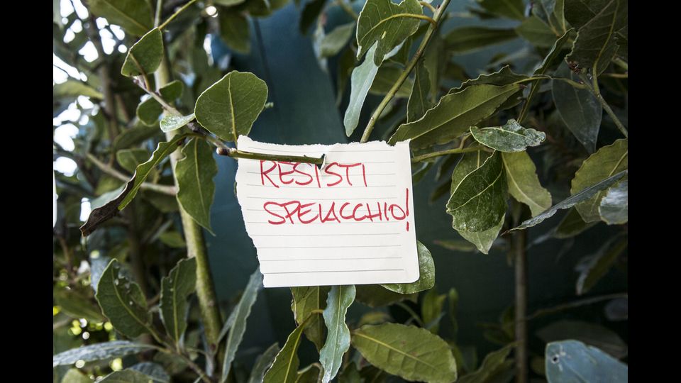 Si va dai pi&ugrave; classici &quot;Rip&quot; ai pi&ugrave; teneri &quot;sei bellissimo&quot; o &quot;ti amiamo lo stesso&quot; fino alle citazioni scherzose di Giuseppe Ungaretti &quot;sia sta come d'inverno su Spelacchio le foglie&quot;.