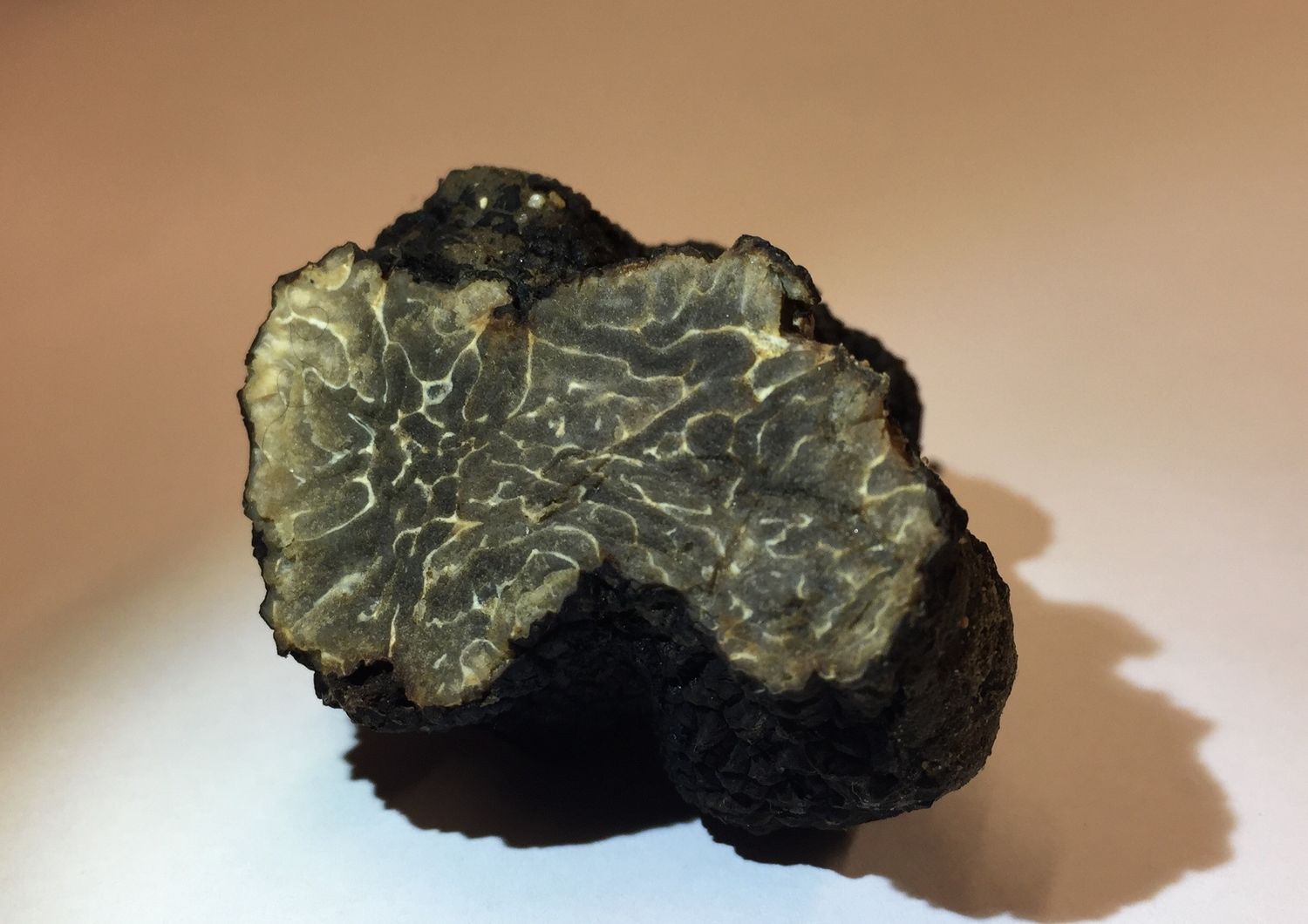 tartufo nero rischio estinzione