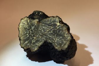 &nbsp;Il tartufo nero trovato vicino la torre Eiffel