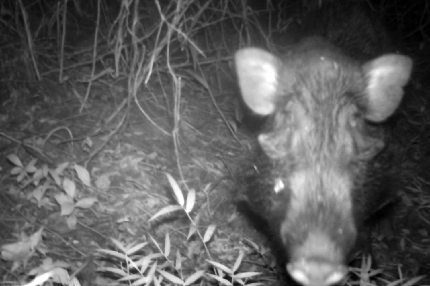 Il maiale indonesiano