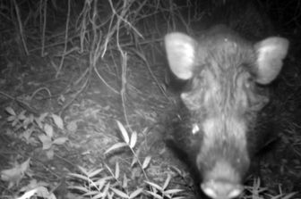 Il maiale indonesiano