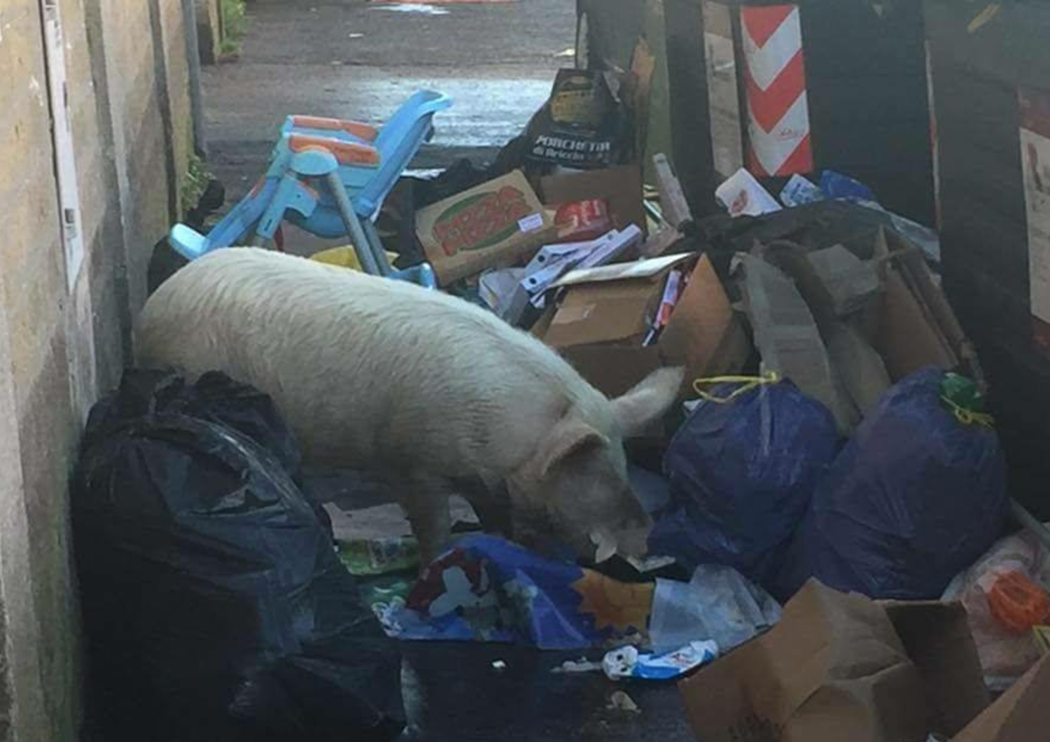&nbsp;Un maiale grufola tra i rifiuti nel quartiere della Romanina