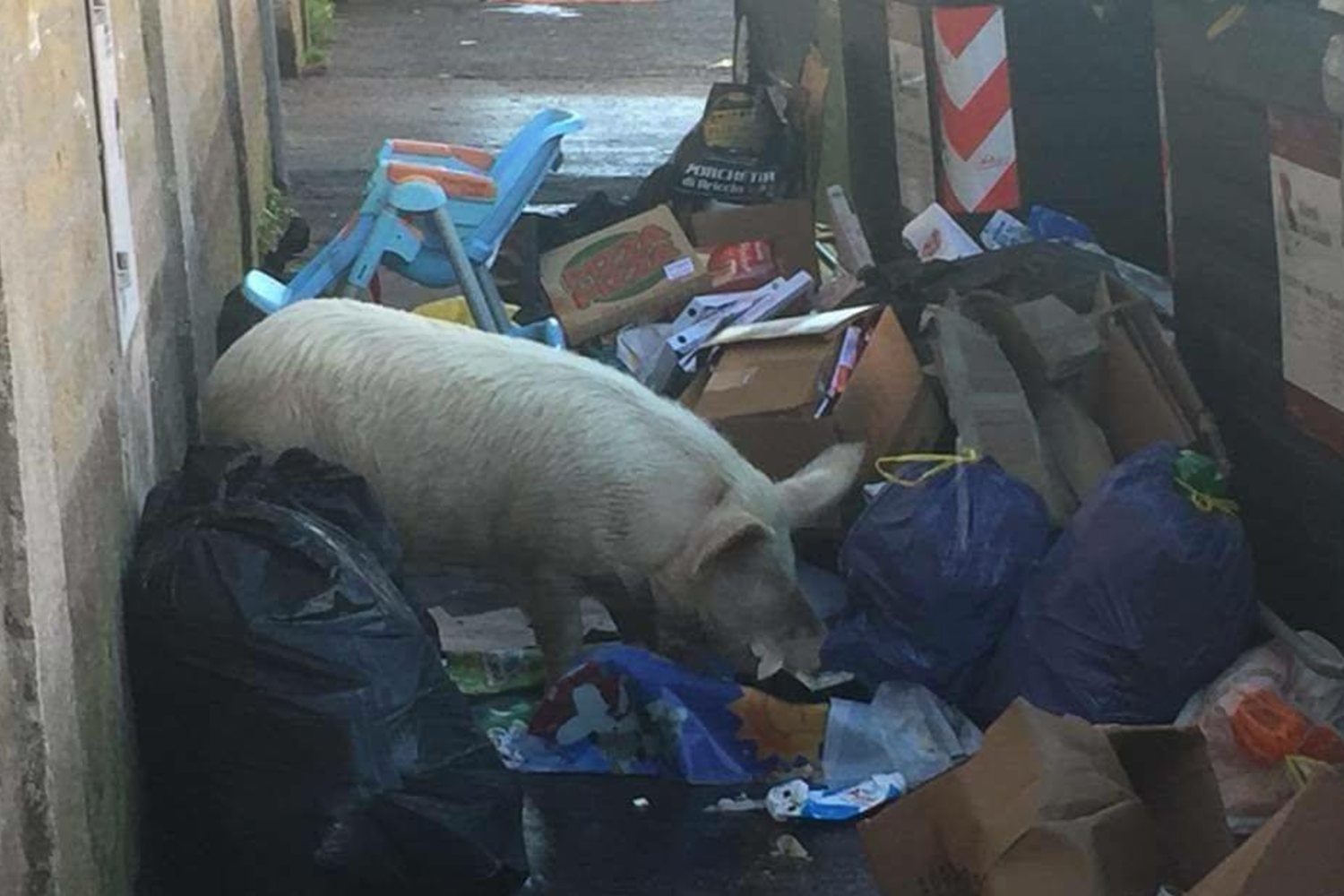 &nbsp;Un maiale grufola tra i rifiuti nel quartiere della Romanina