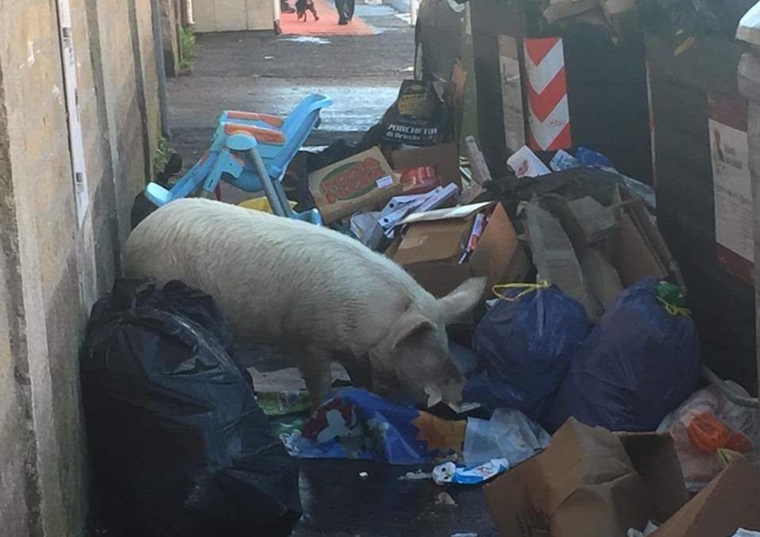 Il maiale fotografato a Roma in realt&agrave; nel quartiere lo conoscono tutti&nbsp;