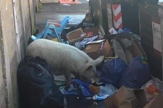 Il maiale fotografato a Roma in realt&agrave; nel quartiere lo conoscono tutti&nbsp;