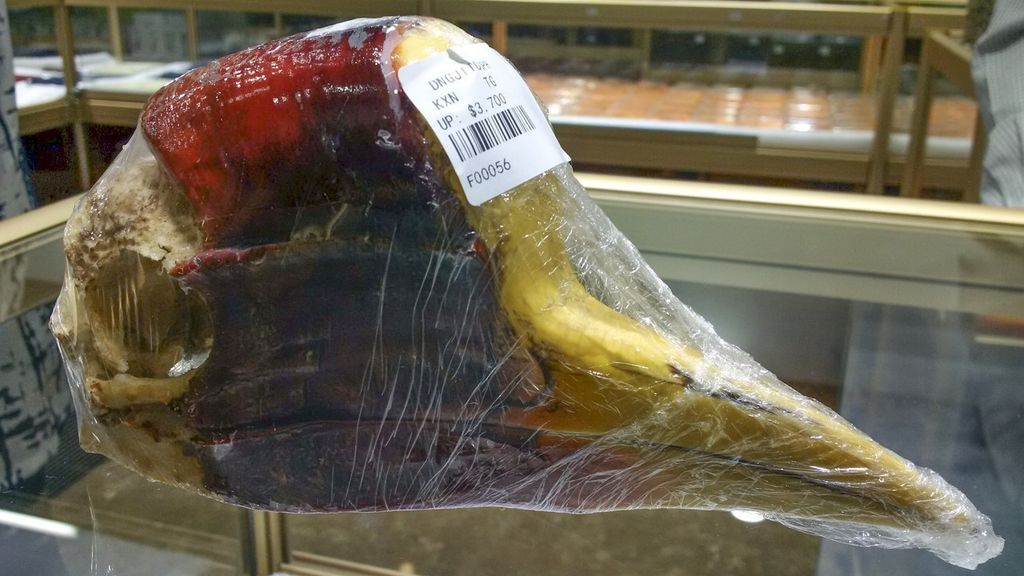 Cranio di bucero messo in vendita a 3.700 dollari a Ventiane in Laos