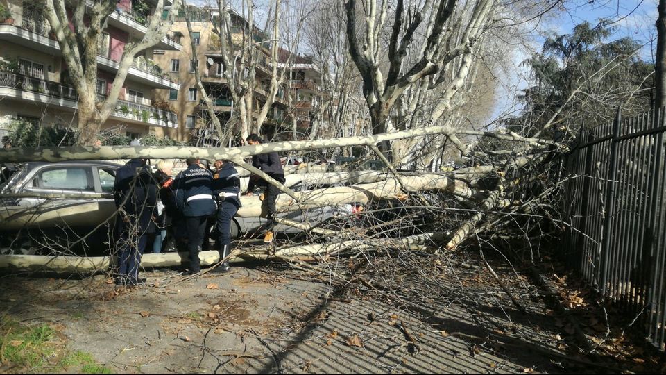 Platano caduto all'Aventino