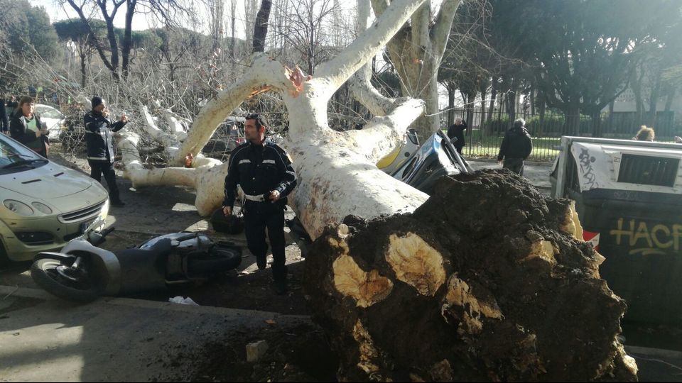 Platano caduto all'Aventino