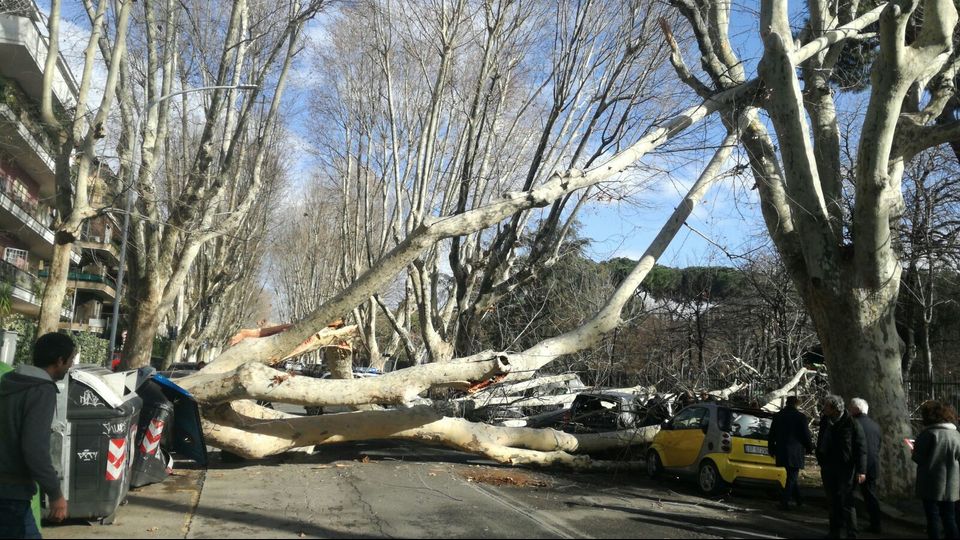 Platano caduto all'Aventino