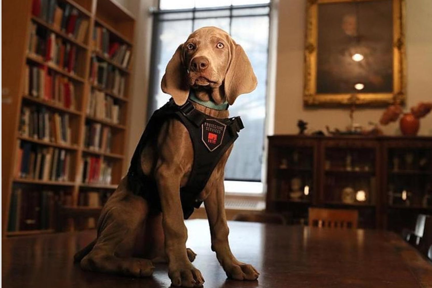 &nbsp;Riley &egrave; un bracco di Weimar