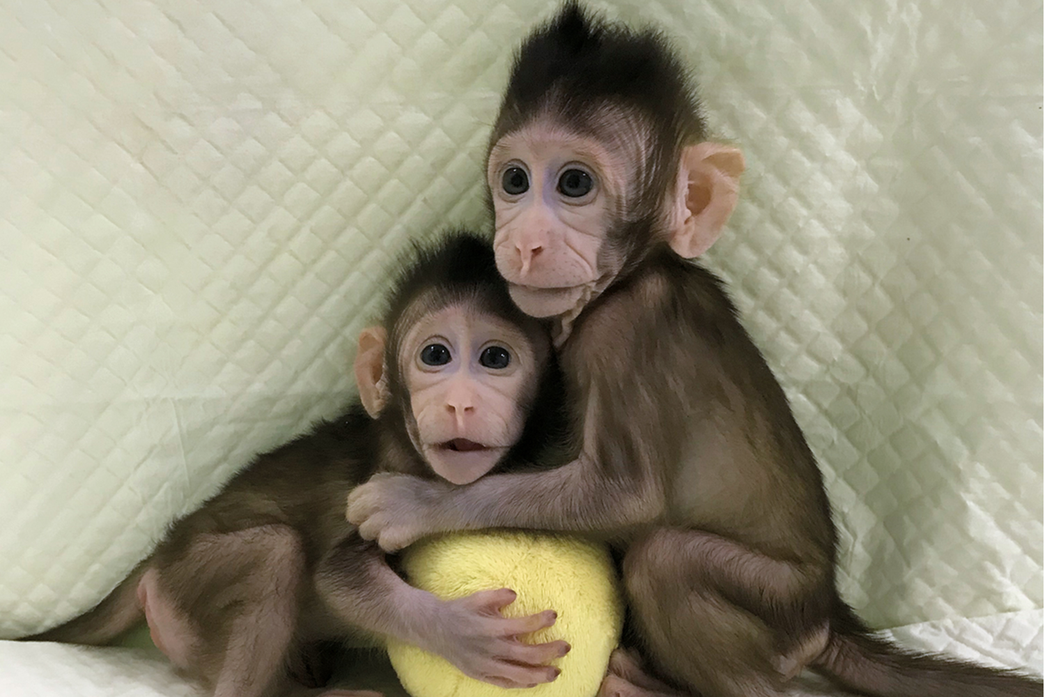 &nbsp;Scimmie clonate