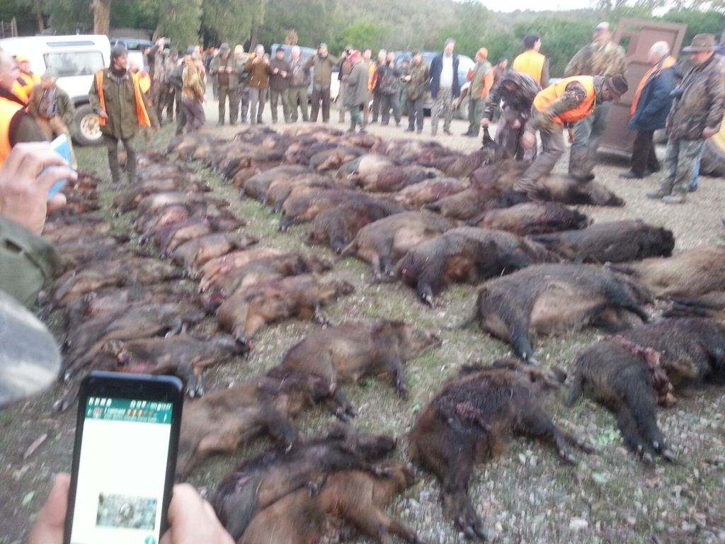 &nbsp;Una 'cacciata' di cinghiali nelle campagne toscane