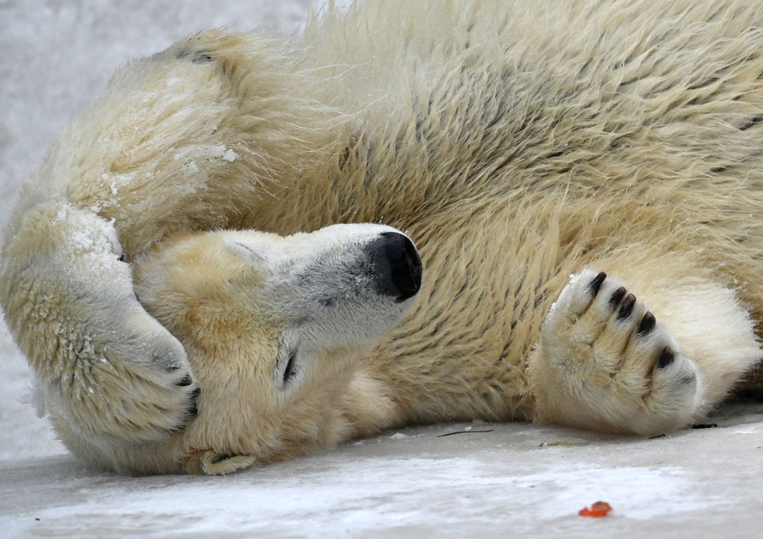 Gli orsi polari stanno veramente morendo di fame. Una nuova ricerca lo dimostra