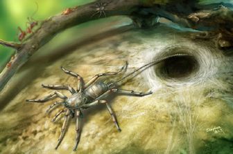 &nbsp;Il ragno con la coda scoperto in Myanmar