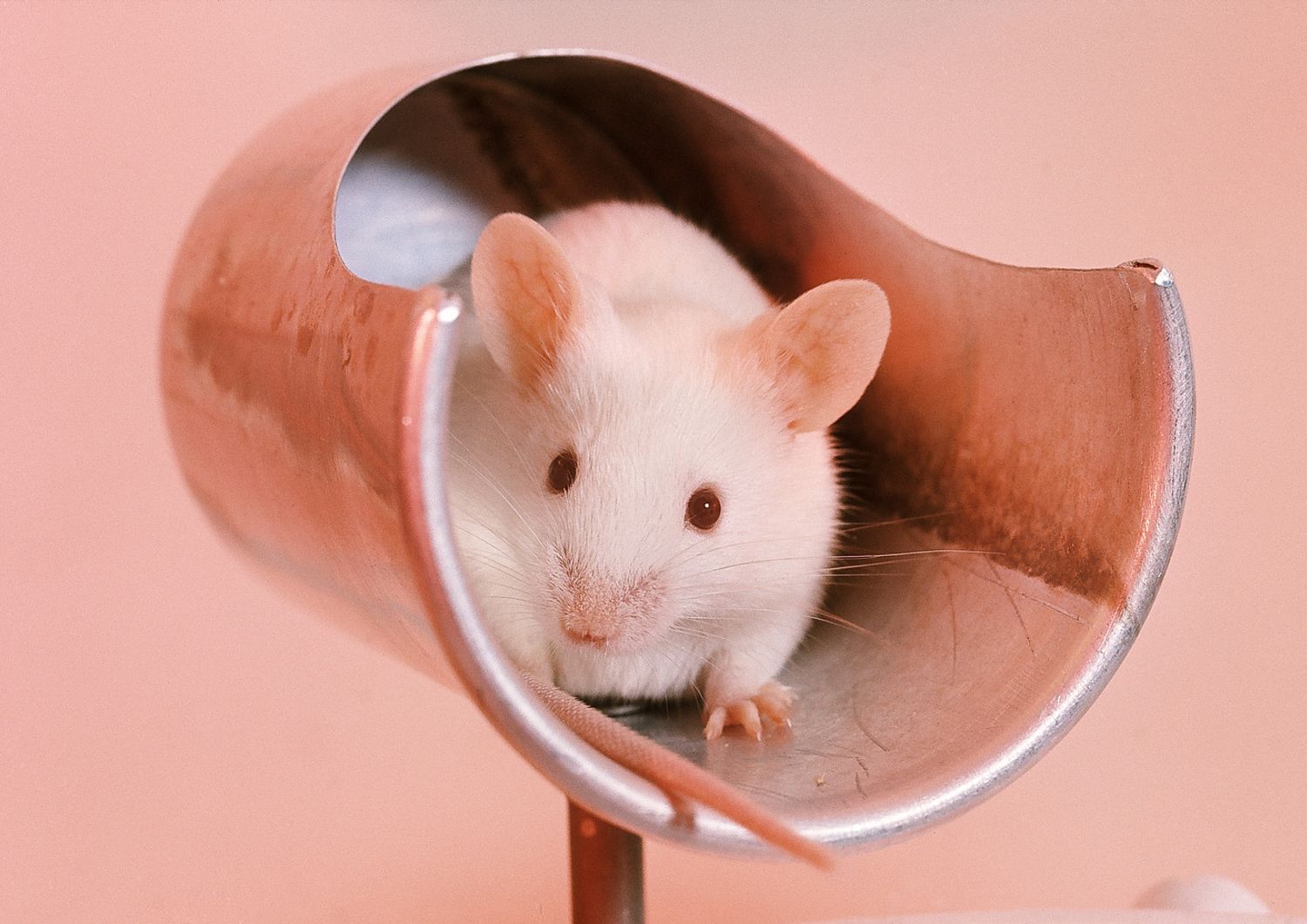 &nbsp;Una cavia da laboratorio