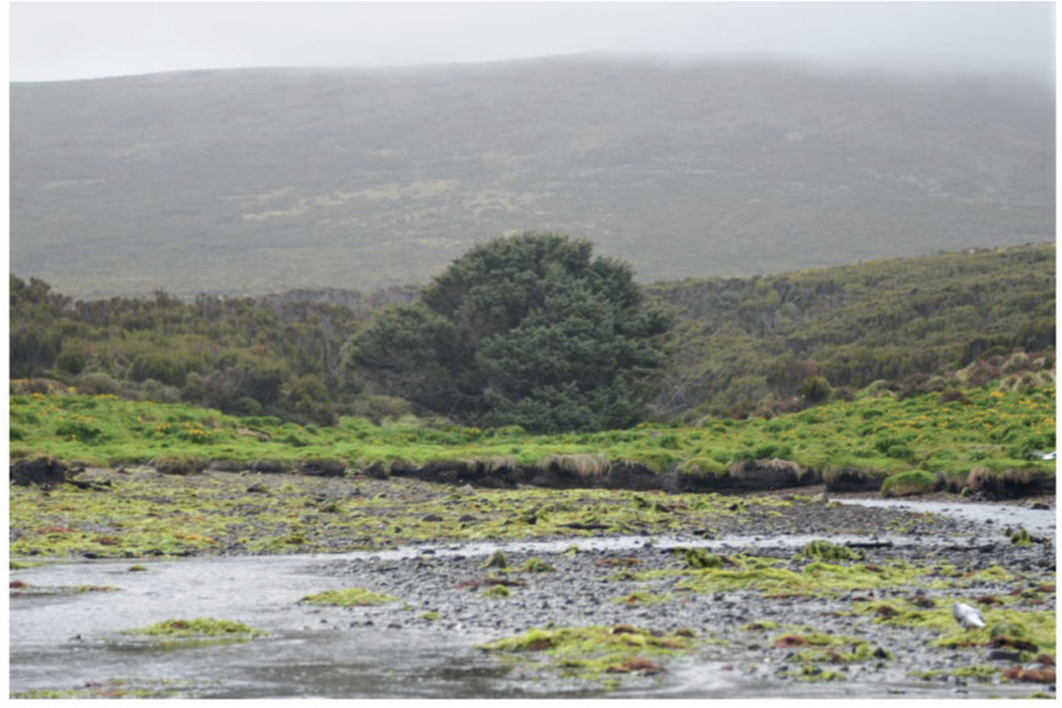 &nbsp;Il peccio di Sitka sull'isola di Campbell