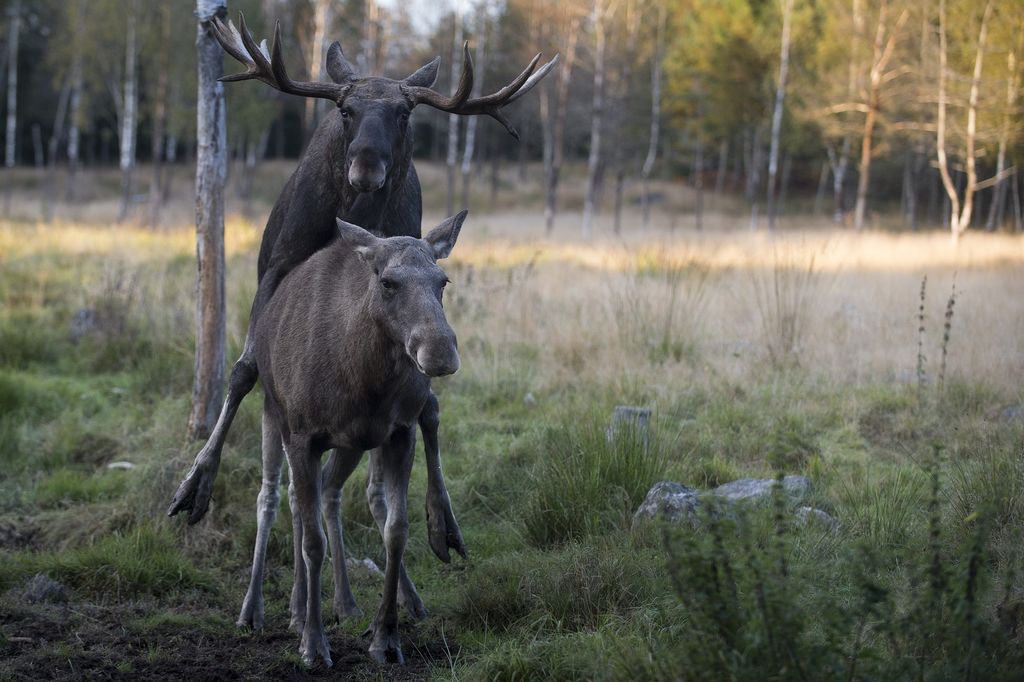 &nbsp;Alci che si accoppiano
