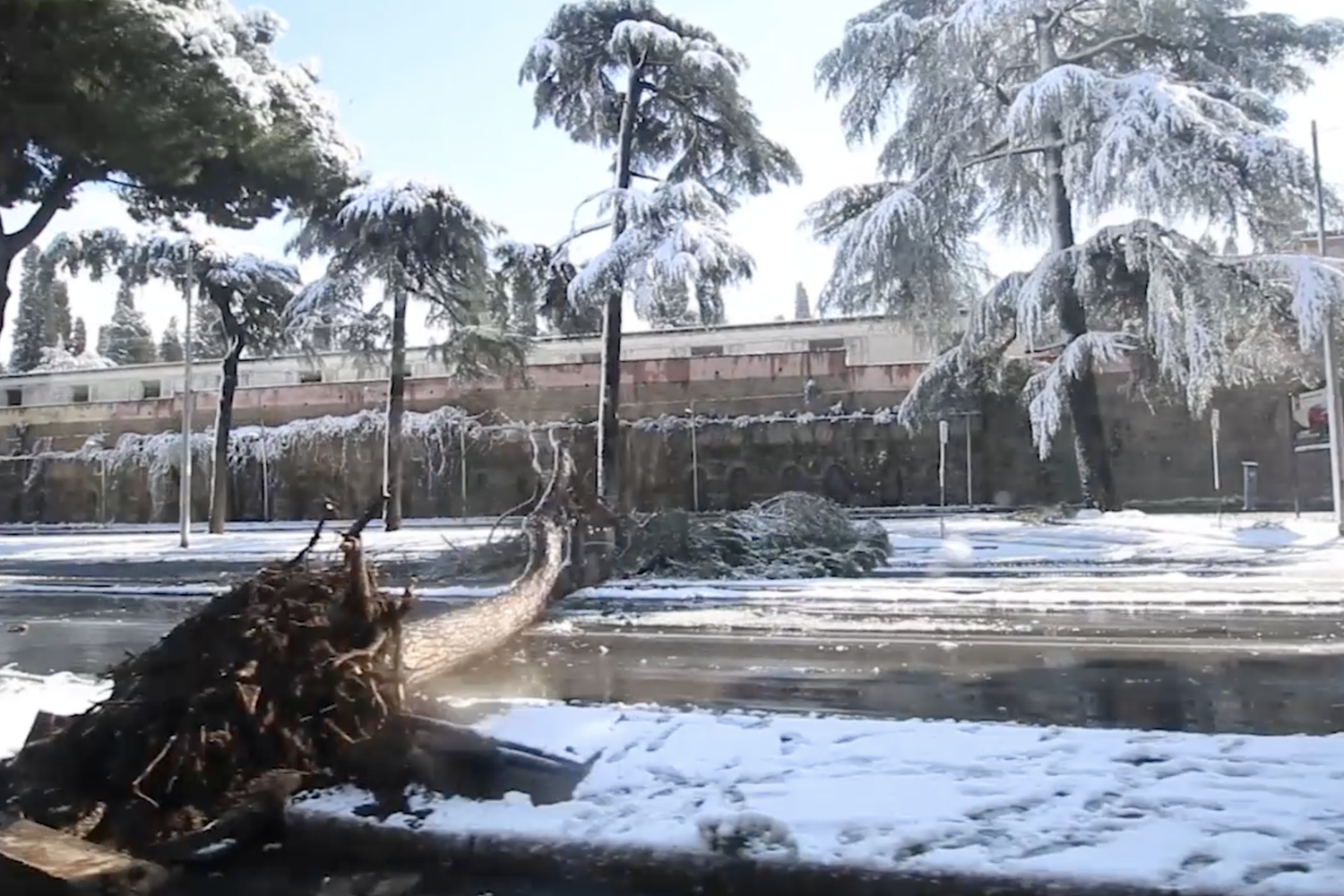 Alberi caduti a Roma&nbsp;
