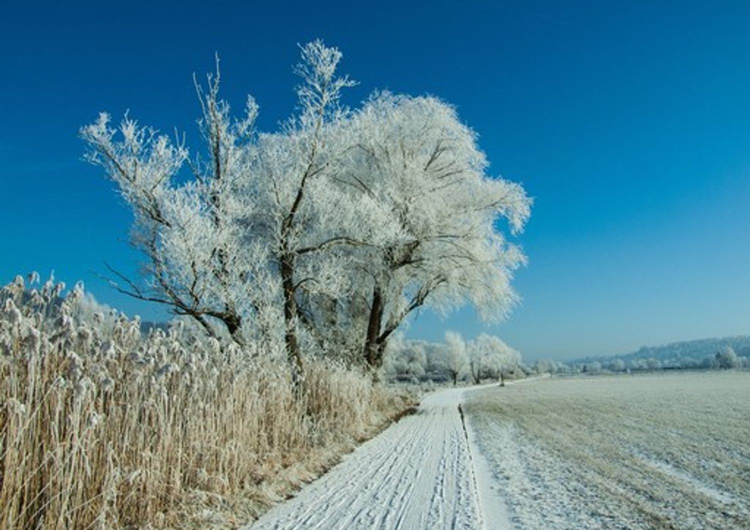 Gelo e neve nei campi