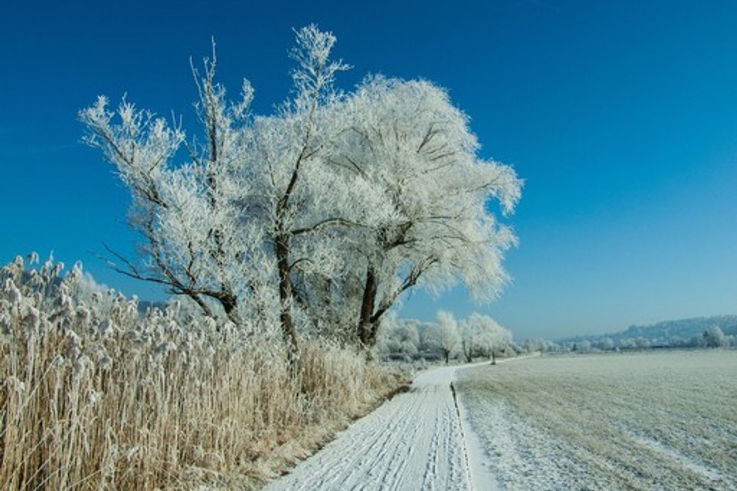 Gelo e neve nei campi