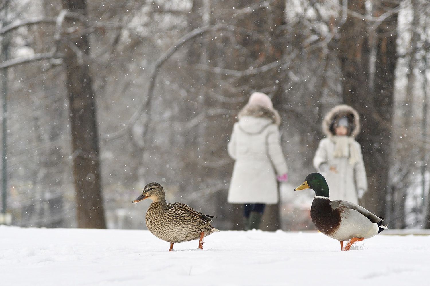 &nbsp;Parco Sempione, Milano