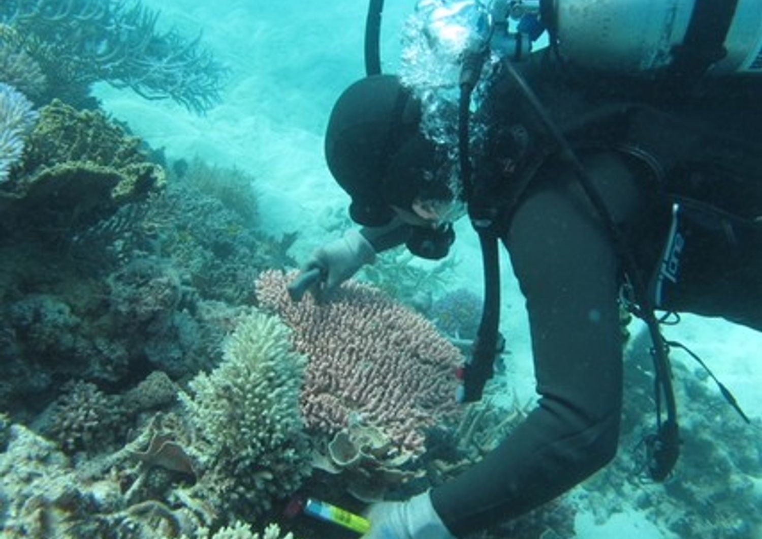 &nbsp;Grande barriera corallina australiana