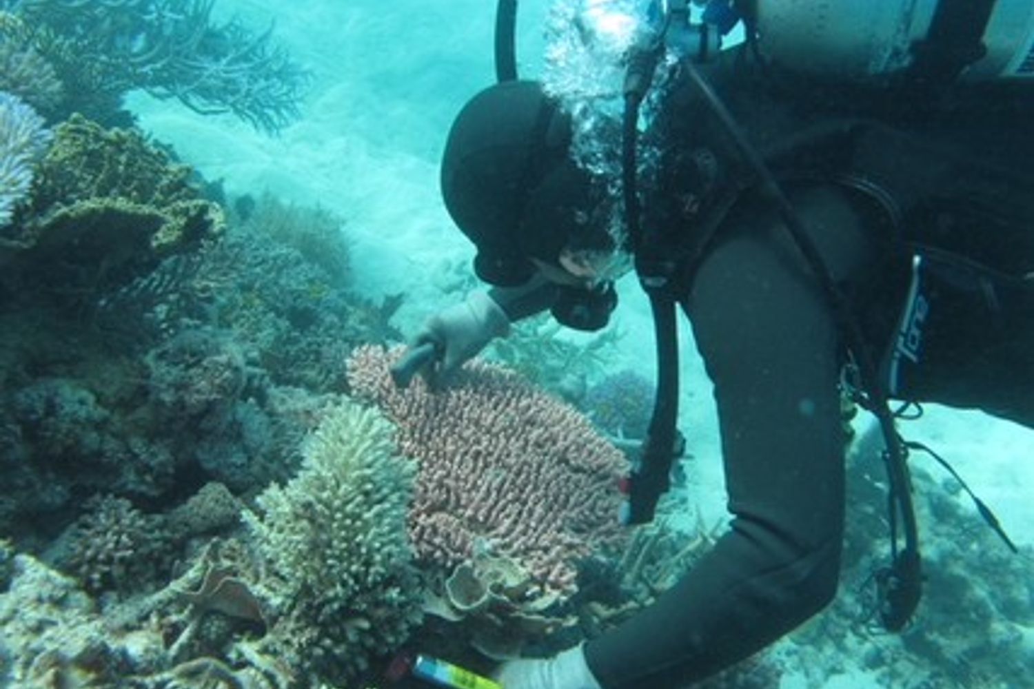 &nbsp;Grande barriera corallina australiana