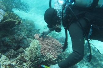 &nbsp;Grande barriera corallina australiana