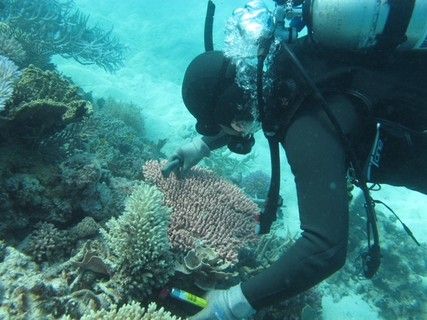 &nbsp;Grande barriera corallina australiana