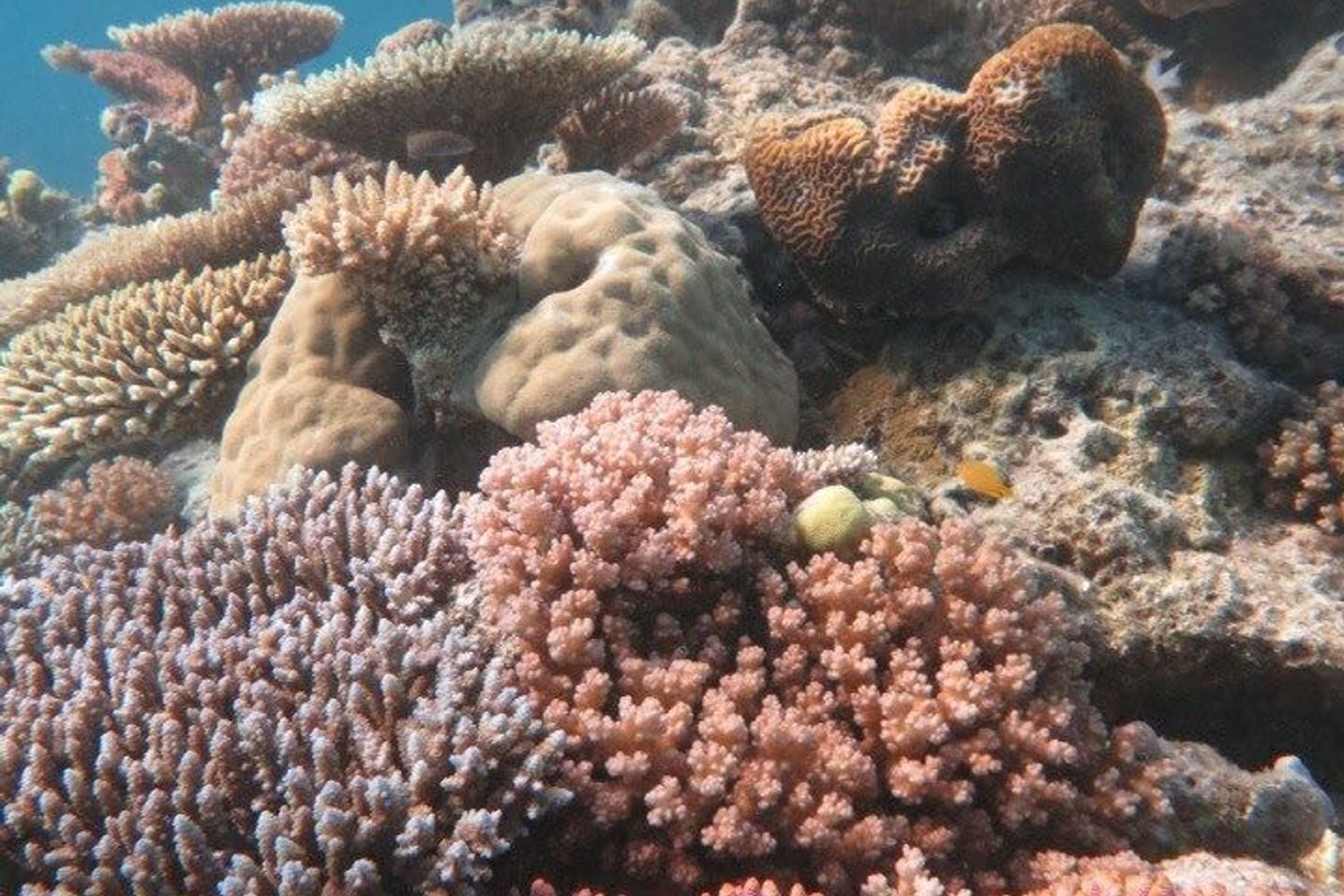 Grande barriera corallina australiana&nbsp;