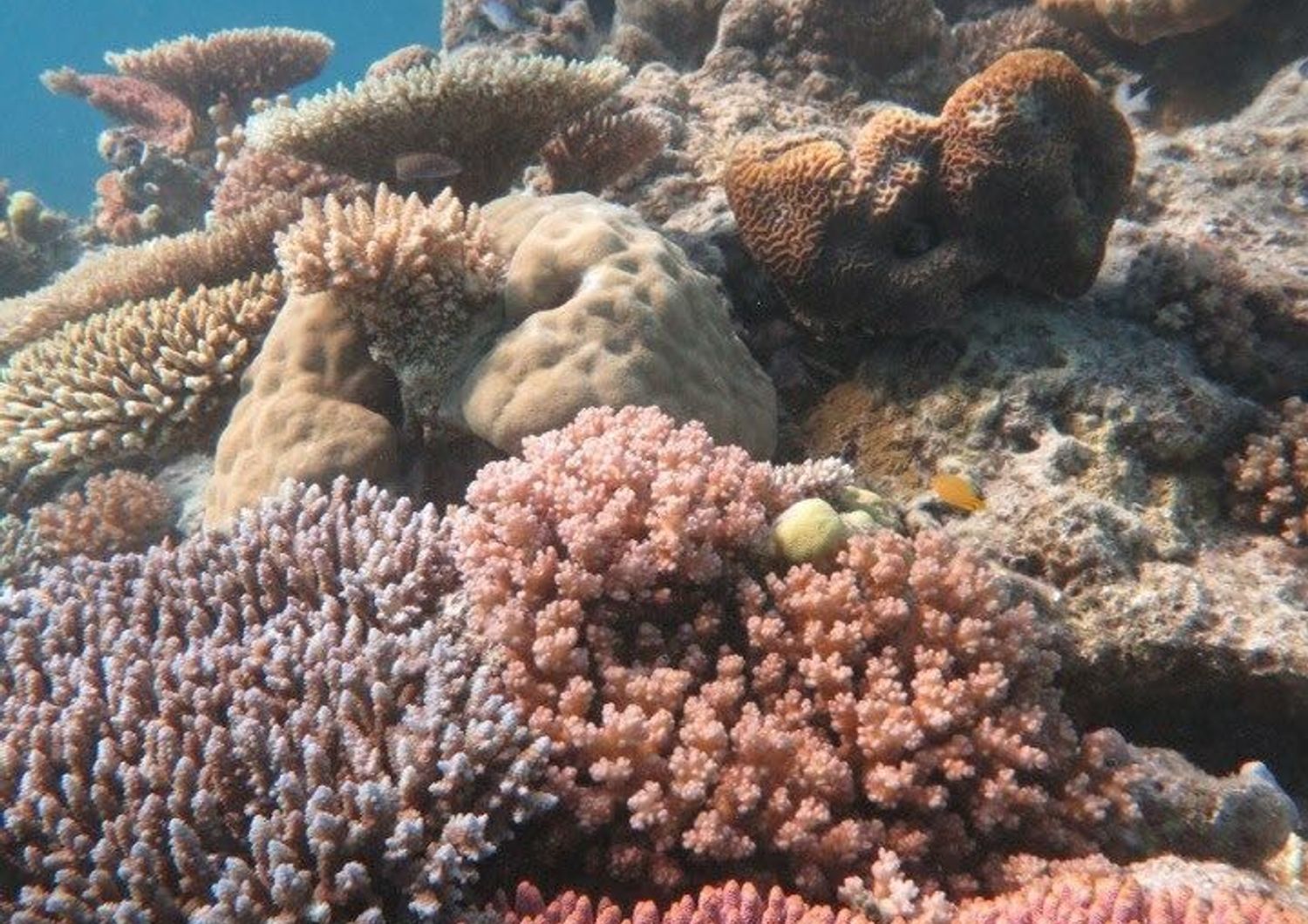 Grande barriera corallina australiana&nbsp;