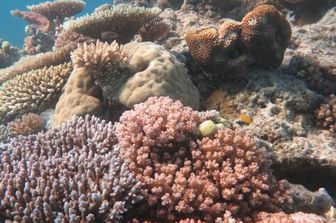 Grande barriera corallina australiana&nbsp;