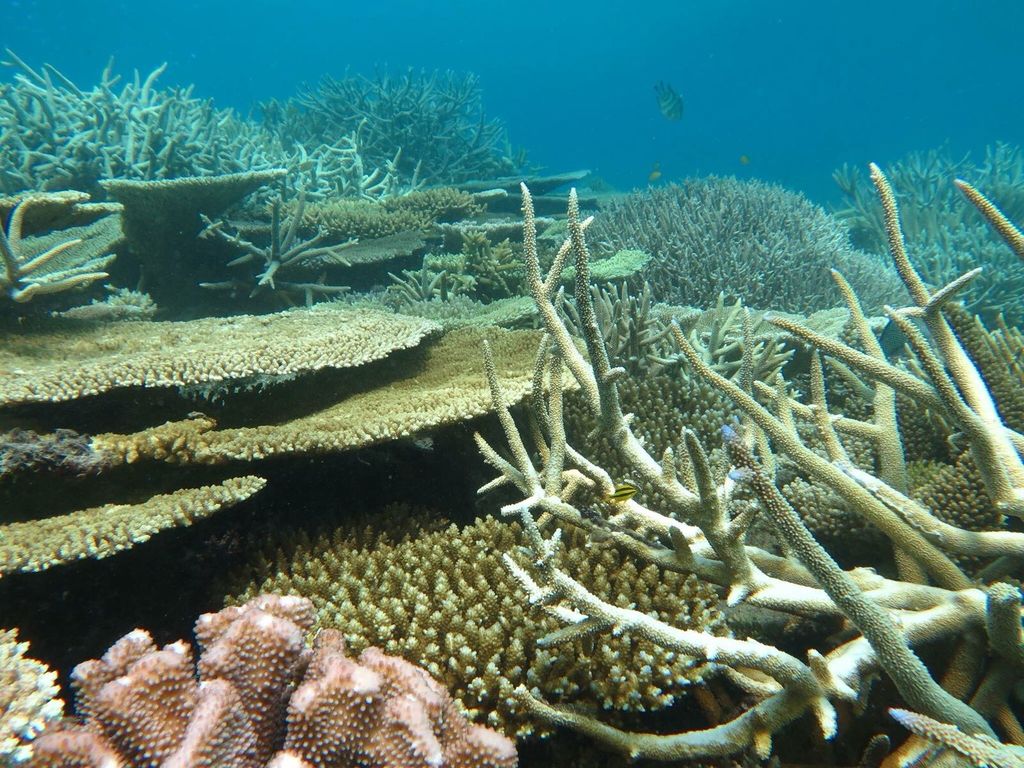 Grande barriera corallina australiana&nbsp;