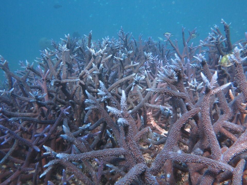 &nbsp;Grande barriera corallina australiana