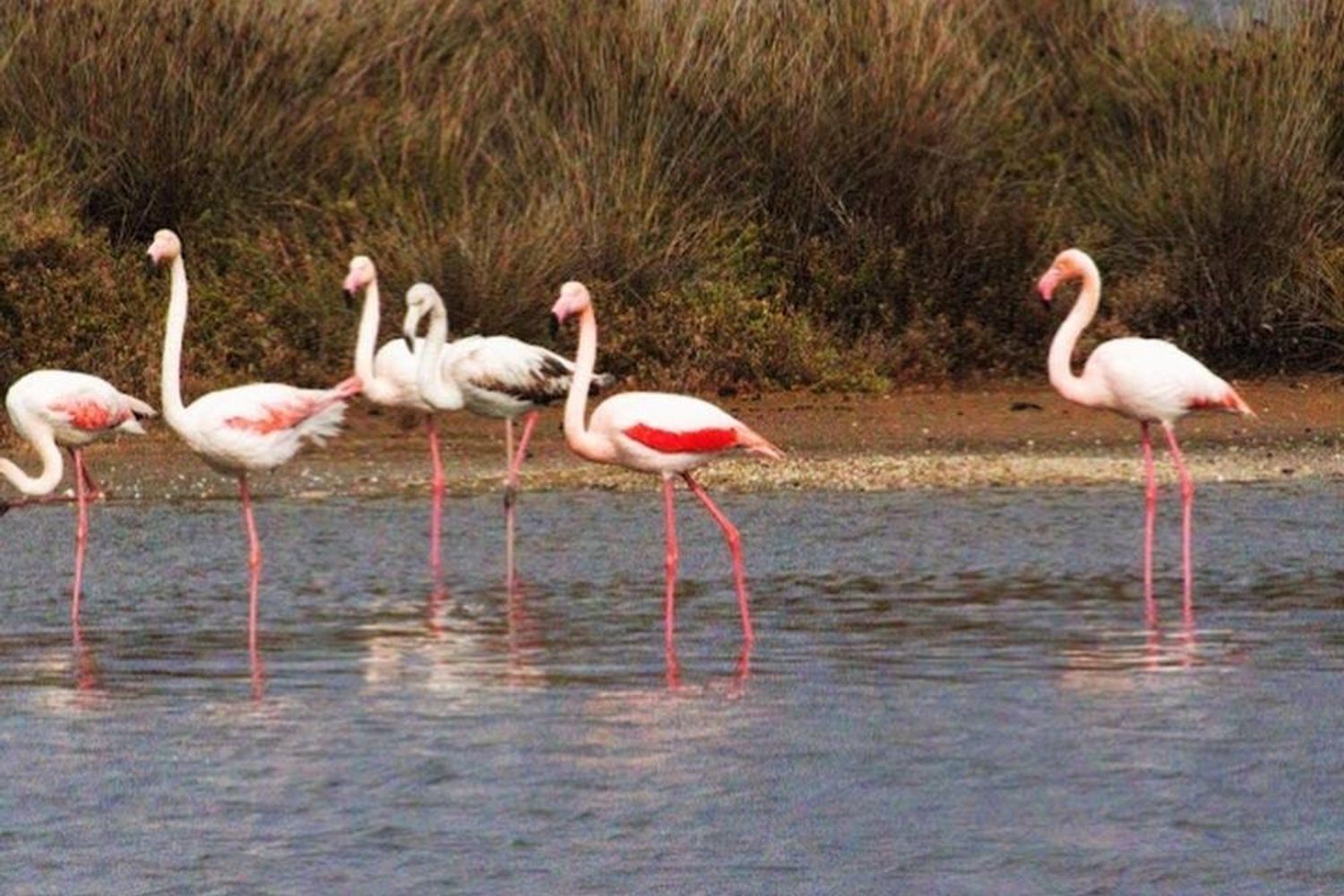 &nbsp;Fenicotteri rosa al Parco del Circeo
