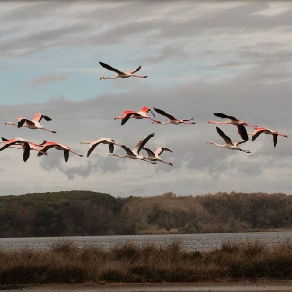 &nbsp; Fenicotteri rosa al Parco del Circeo