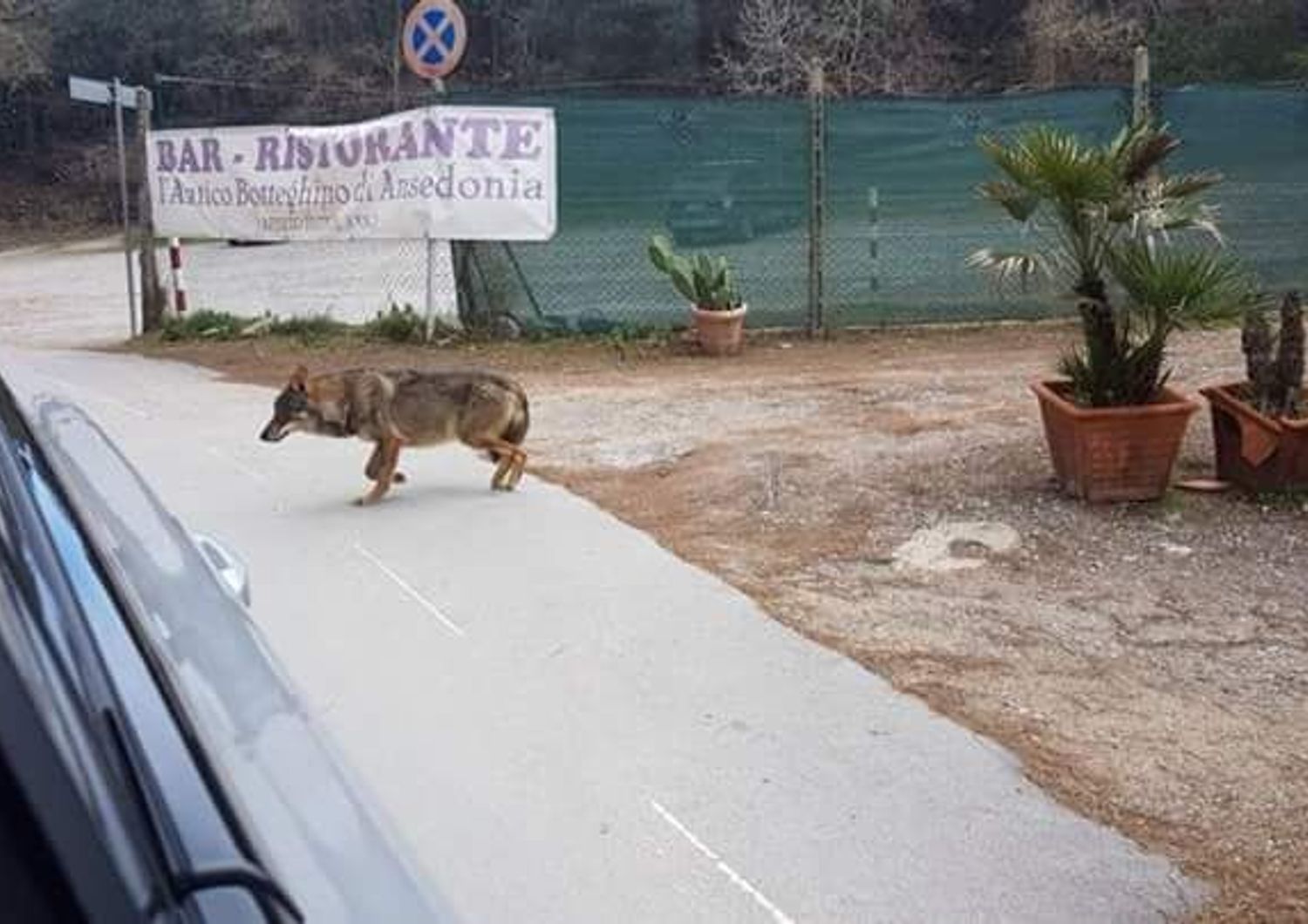 &nbsp;Un lupo fuori da un ristorante ad Ansedonia il 10 marzo