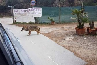 &nbsp;Un lupo fuori da un ristorante ad Ansedonia il 10 marzo